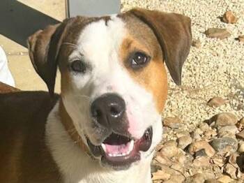 Boggle -  Mixed Breed Dog for Adoption in Georgetown, Texas - Boggle | PetCurious