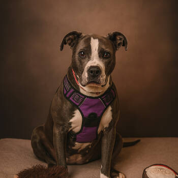 Rescue Pit Bull Terrier Dogs for Adoption in Mooresville, Indiana - DIAMOND | PetCurious