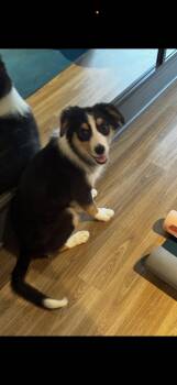 Australian Shepherd Dogs Available for Adoption - Maple | PetCurious