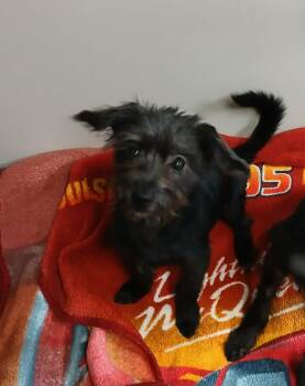 Rescue Yorkshire Terrier and Shih Tzu Dogs for Adoption in VERNON ROCKVL, Connecticut - Micah | PetCurious