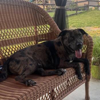Edward Chiperton -  Mixed Breed Dog for Adoption in Columbia, South Carolina - Edward Chiperton | PetCurious