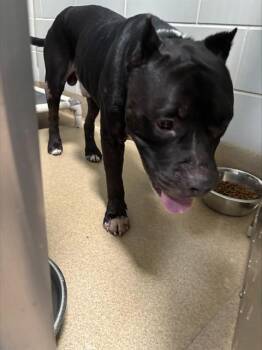 ROCKO -  American Staffordshire Terrier and Mixed Breed Dog for Adoption in Grand Prairie, Texas - ROCKO | PetCurious