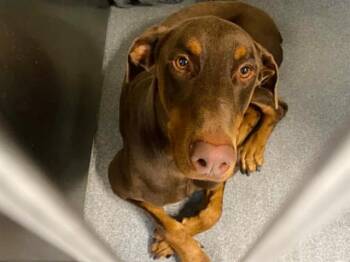 Doberman Pinscher Dogs Available for Adoption in Tustin, California - ZEKE | PetCurious