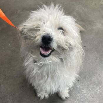 Maltese and Shih Tzu Dogs Available for Adoption - Ellie | PetCurious