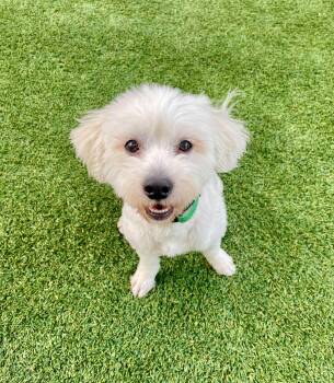 Retro -  Maltese Dog for Adoption in Phoenix, Arizona - Retro | PetCurious