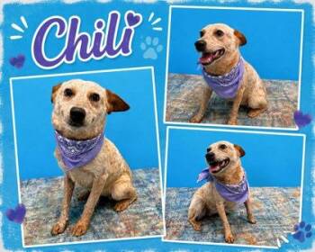 Chili -  Fox Terrier and Mixed Breed Dog for Adoption in Seagoville, Texas - Chili | PetCurious