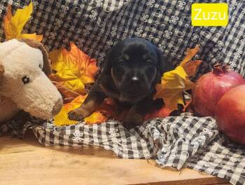Puppy Zuzu -  Dachshund Dog for Adoption in Los Angeles, California - Puppy Zuzu | PetCurious