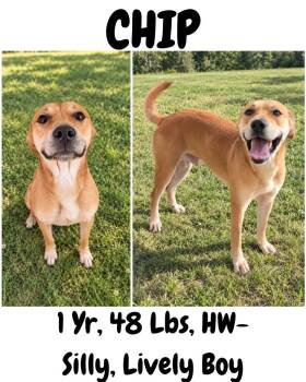 Chip -  Carolina Dog and Mountain Cur Dog for Adoption in Albany, Georgia - Chip | PetCurious