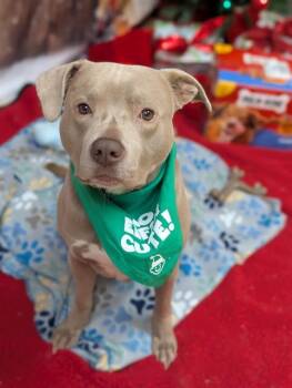 Mixed Breed Dogs Available for Adoption - BRUISER | PetCurious