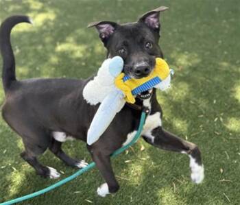 Labrador Retriever Dogs Available for Adoption in Antioch, California - BISCAYNE | PetCurious