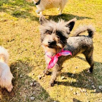 Terrier Dogs Available for Adoption - Kate | PetCurious