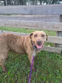 Mocha -  Chesapeake Bay Retriever Dog for Adoption in Wausau, Wisconsin - Mocha | PetCurious