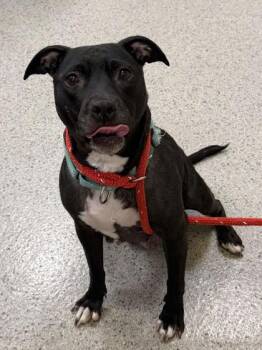 Sedona -  Pit Bull Terrier and Mixed Breed Dog for Adoption in Fishers, Indiana - Sedona | PetCurious