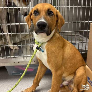 Labrador Retriever and Retriever Dogs Available for Adoption in Washington, District Of Columbia - Gio | PetCurious