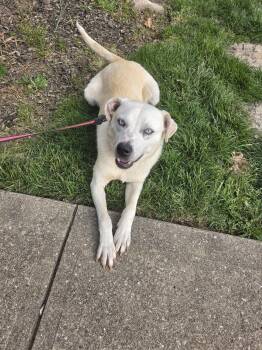 Terrier Dogs Available for Adoption in Newport, Kentucky - Cadeau | PetCurious