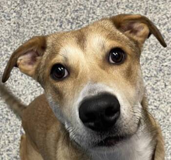 Tater -  Siberian Husky Dog for Adoption in Golden, Colorado - Tater | PetCurious