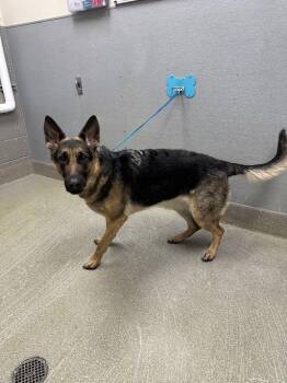 German Shepherd Dog Dogs Available for Adoption in Las Vegas, Nevada - ATHENA | PetCurious
