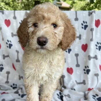 Noodle -  Poodle and Mixed Breed Dog for Adoption in Brownsboro, Alabama - Noodle | PetCurious