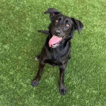 Border Collie and Shepherd Dogs Available for Adoption in Burlingame, California - Harley | PetCurious