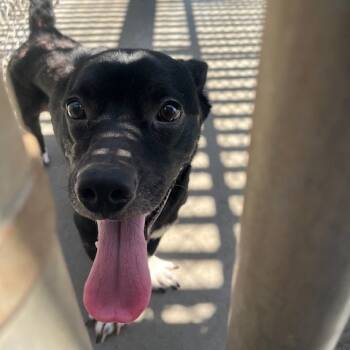 Rescue Terrier Dogs for Adoption in Port Aransas, Texas - Squirt | PetCurious