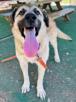 Anatolian Shepherd Dogs Available for Adoption in Clarkesville, Georgia - Sawyer | PetCurious