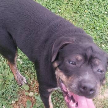 DEWY -  Rottweiler Dog for Adoption in Louisville, Ohio - DEWY | PetCurious