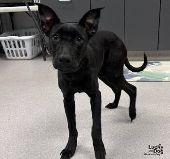 Harley -  Labrador Retriever and Terrier Dog for Adoption in Washington, District Of Columbia - Harley | PetCurious