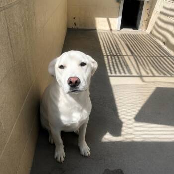 Phil -  Yellow Labrador Retriever Dog for Adoption in Fallon, Nevada - Phil | PetCurious