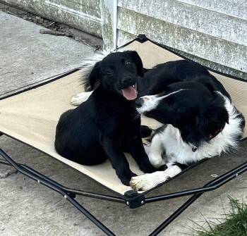 Labrador Retriever Dogs Available for Adoption in Columbus, Ohio - Maui | PetCurious
