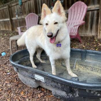 Collie and German Shepherd Dog Dogs Available for Adoption in Boerne, Texas - Cherie | PetCurious