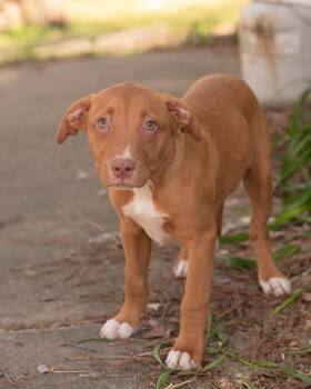 Terrier and Boxer Dogs Available for Adoption in Southaven, Mississippi - HOWIE | PetCurious