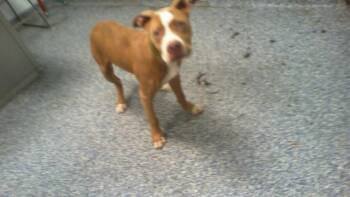A1266447 -  Pit Bull Terrier Dog for Adoption in Charlotte, North Carolina - A1266447 | PetCurious