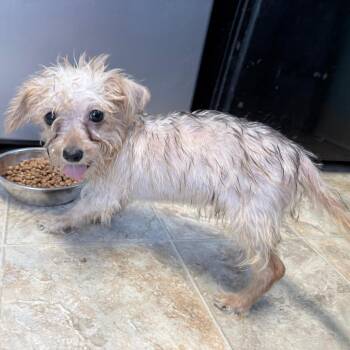 Yorkshire Terrier and Mixed Breed Dogs Available for Adoption - Sprout | PetCurious
