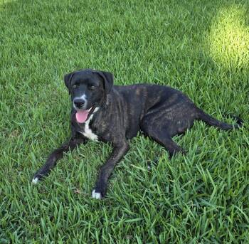 Dasher -  Plott Hound and Labrador Retriever Dog for Adoption in Livingston, Texas - Dasher | PetCurious
