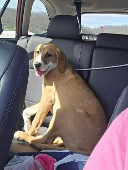 Great Dane and Golden Retriever Dogs Available for Adoption - Aster | PetCurious