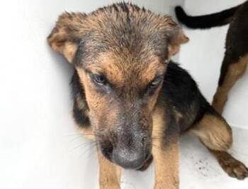 A657930 -  German Shepherd Dog and Mixed Breed Dog for Adoption in Houston, Texas - A657930 | PetCurious