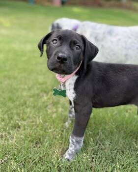 German Shorthaired Pointer Dogs Available for Adoption in Greenville, South Carolina - Monroe | PetCurious