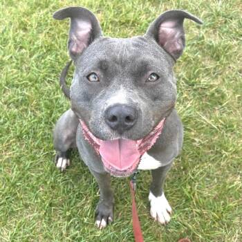 Octavia -  Mixed Breed Dog for Adoption in Wheeling, Illinois - Octavia | PetCurious