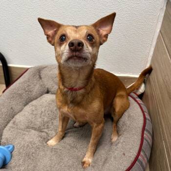 Marley -  Mixed Breed Dog for Adoption in Naperville, Illinois - Marley | PetCurious