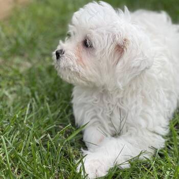 Miniature Poodle and Terrier Dogs Available for Adoption in Greensboro, North Carolina - Sierra | PetCurious