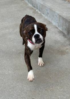 Rescue Boston Terrier Dogs for Adoption - Bailey In MO | PetCurious