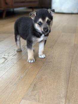 German Shepherd Dog and Siberian Husky Dogs Available for Adoption in Mattoon, Illinois - Easter Candy Litter- Hershey | PetCurious