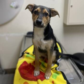 Maisie -  Australian Shepherd and Mixed Breed Dog for Adoption in Riverside, California - Maisie | PetCurious
