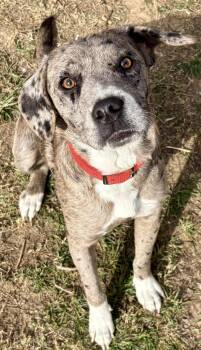 Rescue Catahoula Leopard Dog and Boxer Dogs for Adoption in Maryville, Tennessee - Gatlin | PetCurious