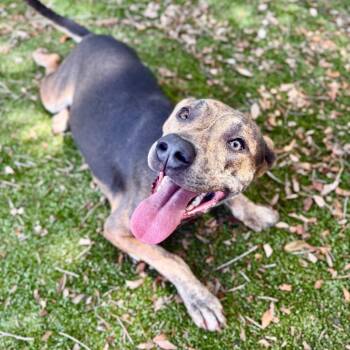 Khloe -  Mixed Breed Dog for Adoption in Milton, Florida - Khloe | PetCurious