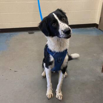 Blueberry -  Mixed Breed Dog for Adoption in Memphis, Tennessee - Blueberry | PetCurious