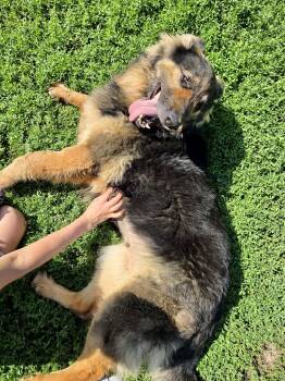 Koda -  German Shepherd Dog Dog for Adoption in Ilderton, Ontario - Koda | PetCurious