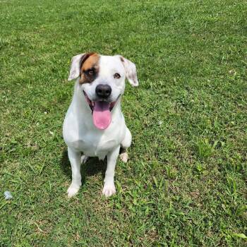 Rescue Pit Bull Terrier Dogs for Adoption in Tullahoma, Tennessee - Frazier | PetCurious