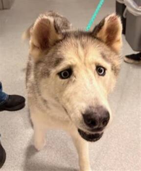 Rescue Siberian Husky Dogs for Adoption in Tustin, California - WILLIS | PetCurious