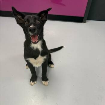 Fiona -  Mixed Breed Dog for Adoption in Ponca City, Oklahoma - Fiona | PetCurious